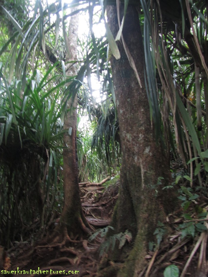 Rinjani trekking trail